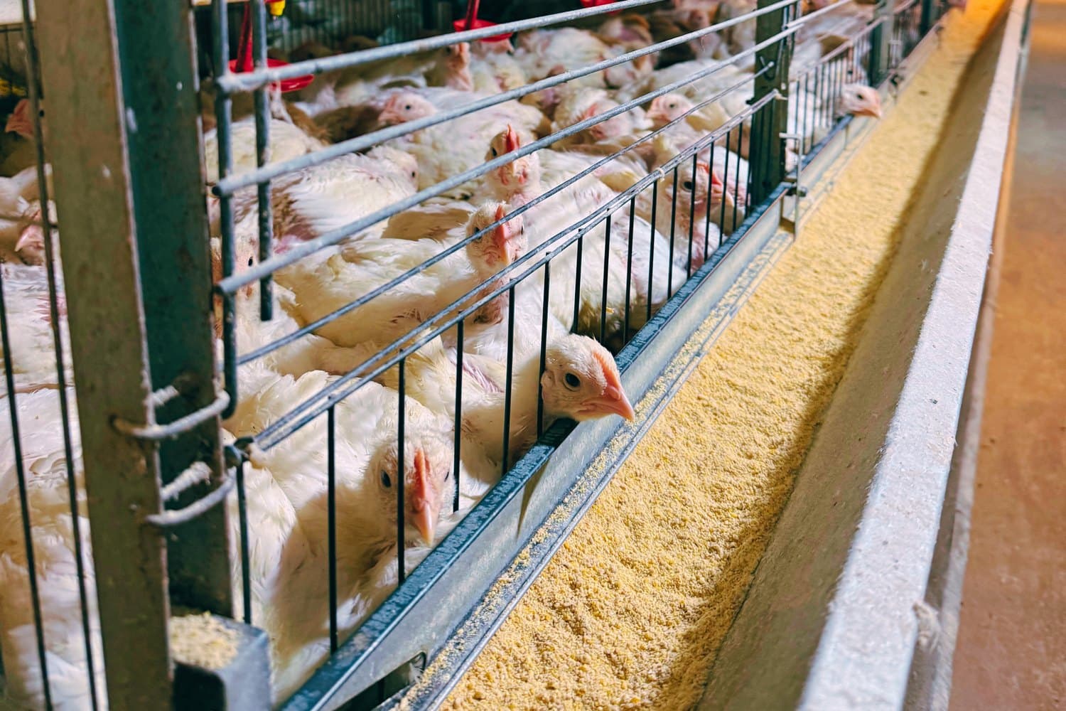 Toksin bağlayıcılar ne zaman devreye girmeli?